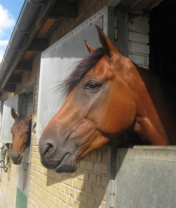 Traver Nitro Crown  - Velkommen til Nitro´s profil (: billede 1