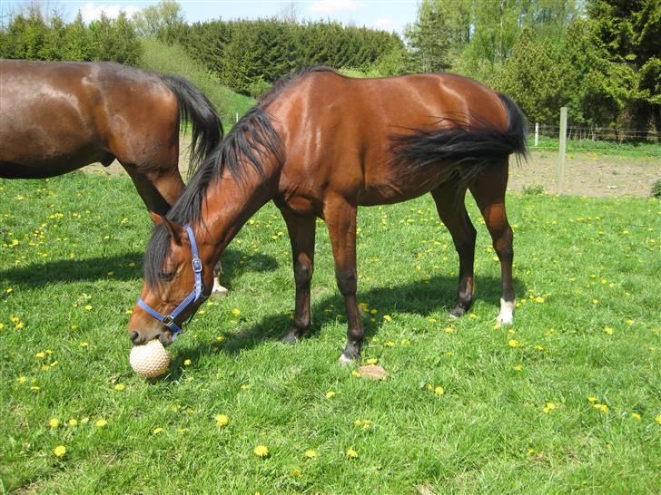 Traver Nitro Crown  - Smuksak ;j  billede 2