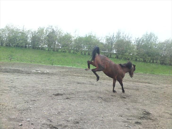 Traver Nitro Crown  - vildbassen ! d; billede 3