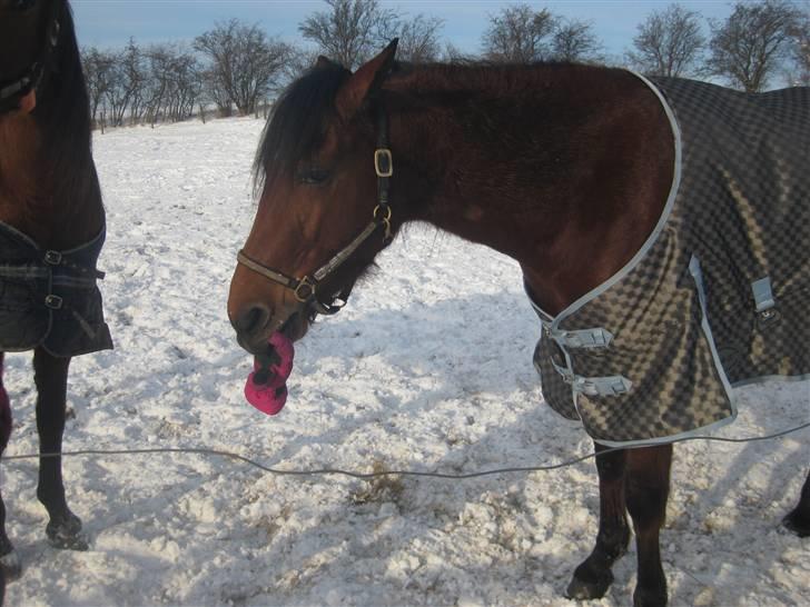 Traver Nitro Crown  - Nitro den drillepind! d; billede 4