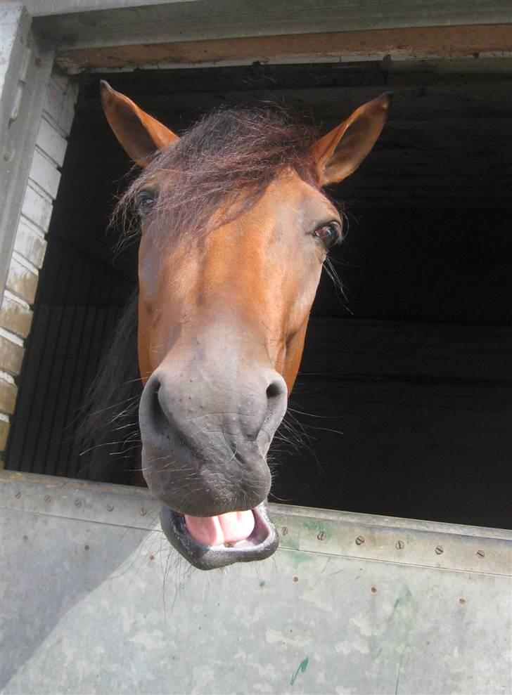 Traver Nitro Crown  - "Hey´ skal vi chille sammen? (; " billede 5