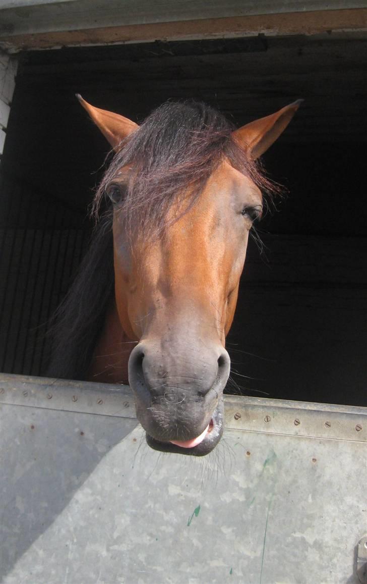 Traver Nitro Crown  - en vaskeægte charmetrold :D  billede 6