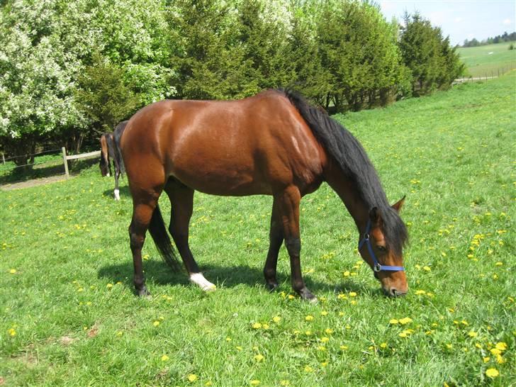 Traver Nitro Crown  billede 7