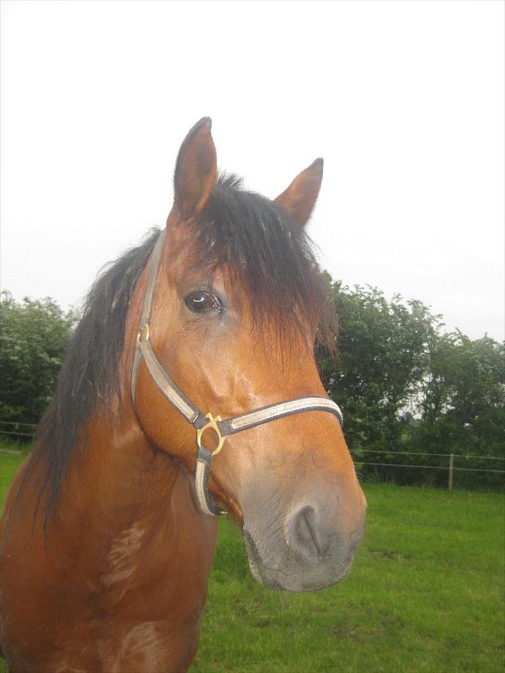 Traver Nitro Crown  - den sidste dag med dig .. - det var hårdt at sige farvel til dig, men jeg ved at du har det meget bedre der hvor du er nu .. i: - jeg savner dig din charmetrold. R.I.P Nitro Crown. <3 billede 9