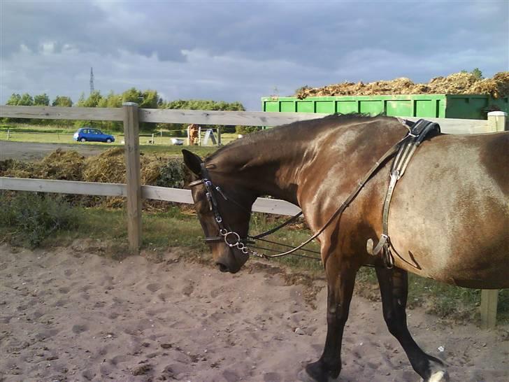 Anden særlig race Fleur  - sommer 2008 billede 9