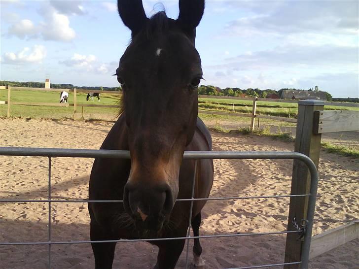 Anden særlig race Fleur  - sommer 2008 billede 10