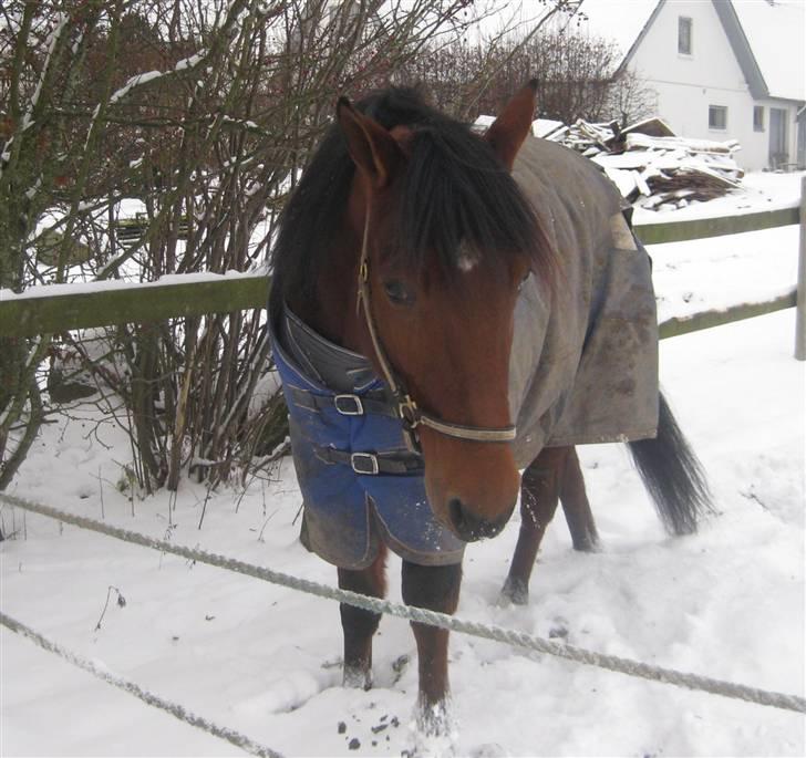 Traver Nitro Crown  - du er og bliver den skønneste basse :i billede 10