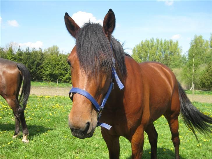 Traver Nitro Crown  - Skønheden ;* billede 11