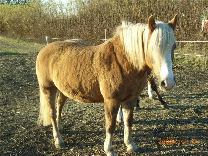 Tyroler Haflinger Fie  - jaaa. der er kommet sne billede 17