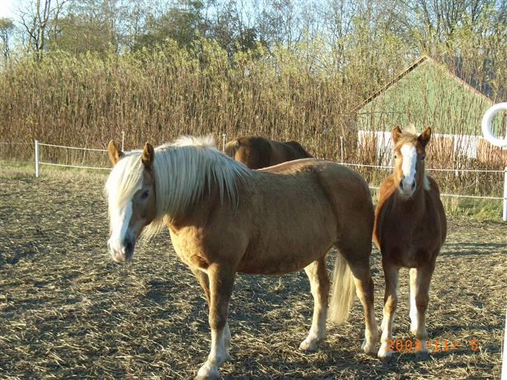 Tyroler Haflinger Fie  billede 18