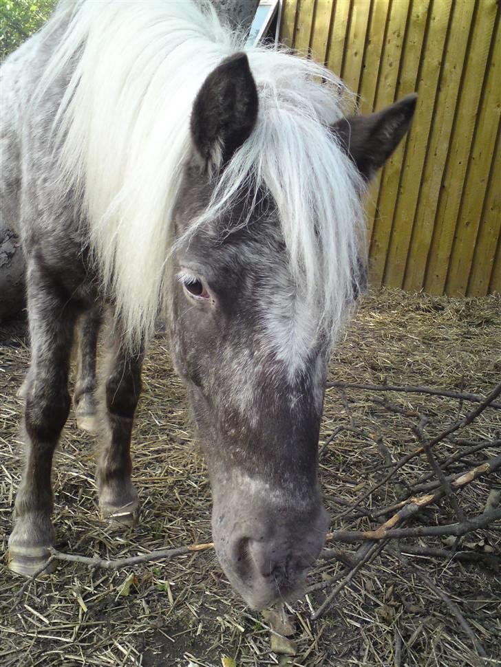 Shetlænder Tarpans Slut (R.I.P) billede 1