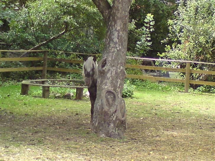 Shetlænder Tarpans Slut (R.I.P) billede 2