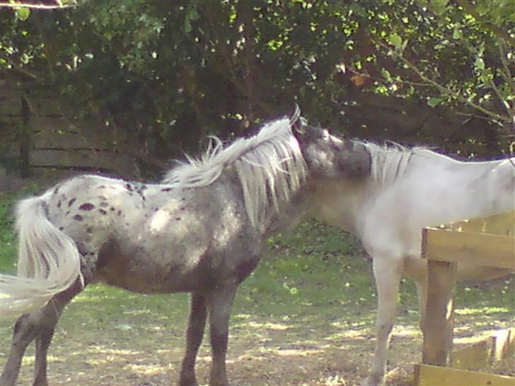 Shetlænder Tarpans Slut (R.I.P) billede 3