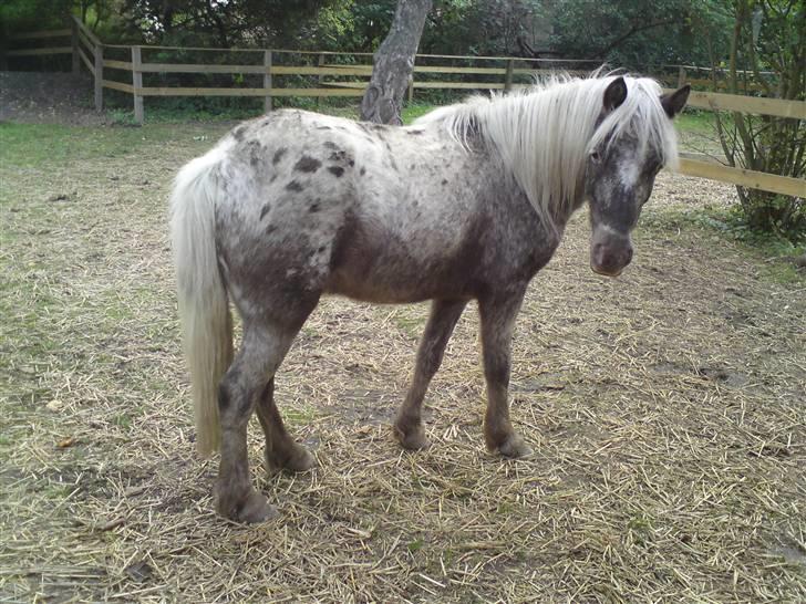 Shetlænder Tarpans Slut (R.I.P) billede 4