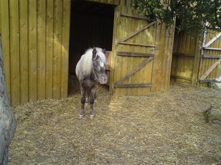 Shetlænder Tarpans Slut (R.I.P) billede 5