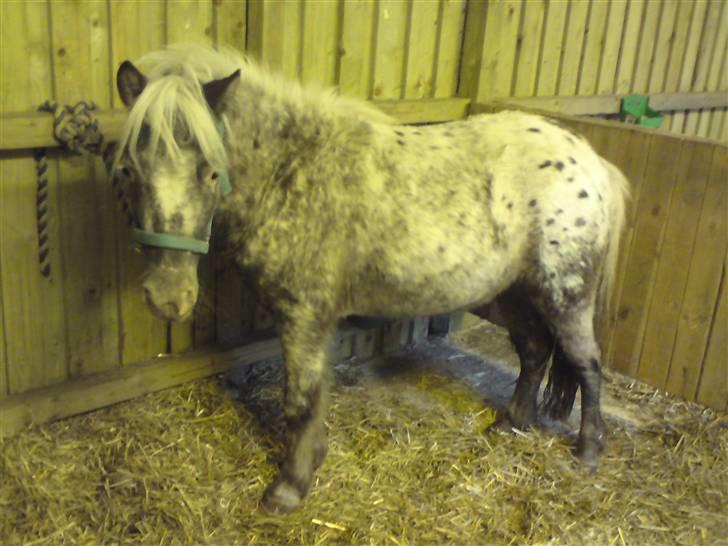 Shetlænder Tarpans Slut (R.I.P) billede 6