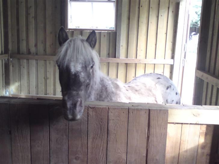 Shetlænder Tarpans Slut (R.I.P) billede 7