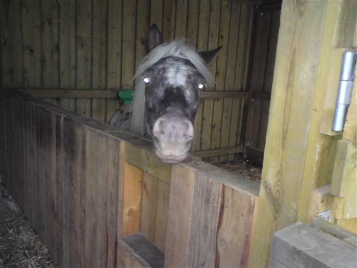 Shetlænder Tarpans Slut (R.I.P) billede 8