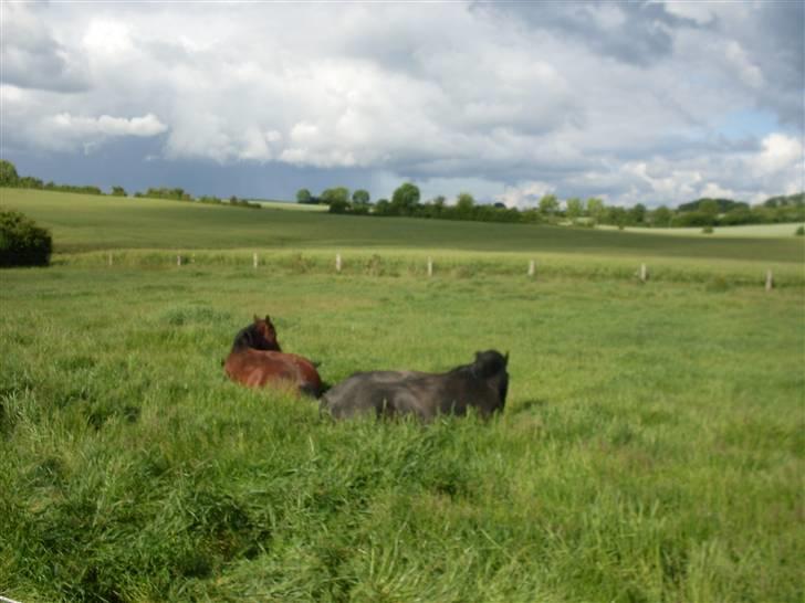 Connemara Hesselholts Rebel Queen - Soras og Queeny slapper lidt af på marken:) <3 billede 10