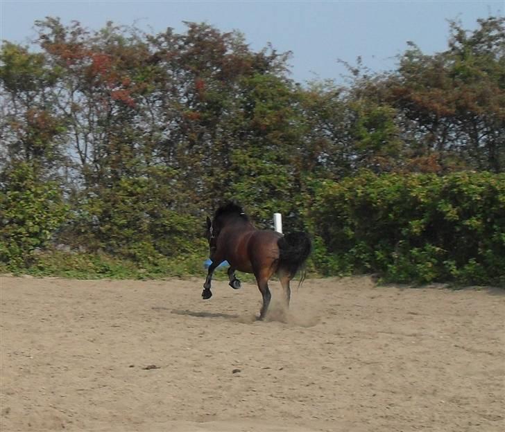 Connemara Hesselholts Rebel Queen - lidt fri på ride banen! Skøre pony ! billede 11
