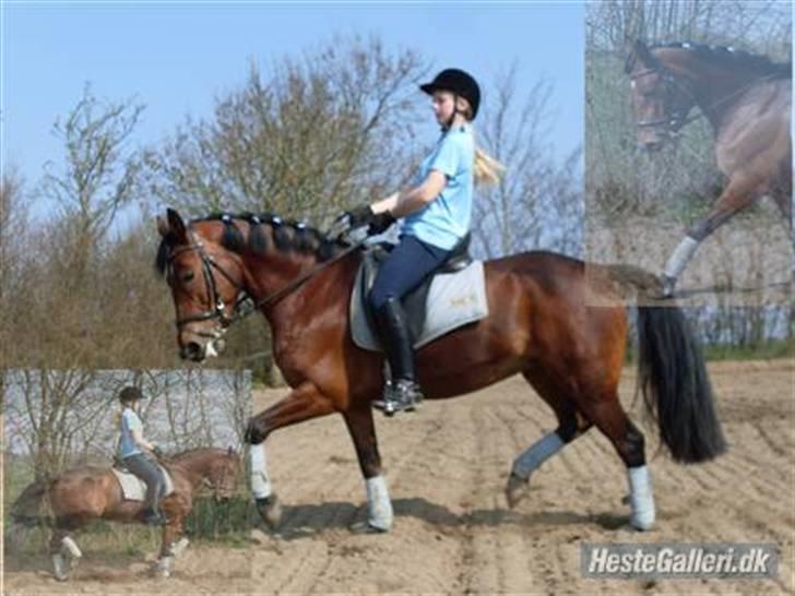 Connemara Hesselholts Rebel Queen - Dressur træning i blåt ! <3 ;D billede 13