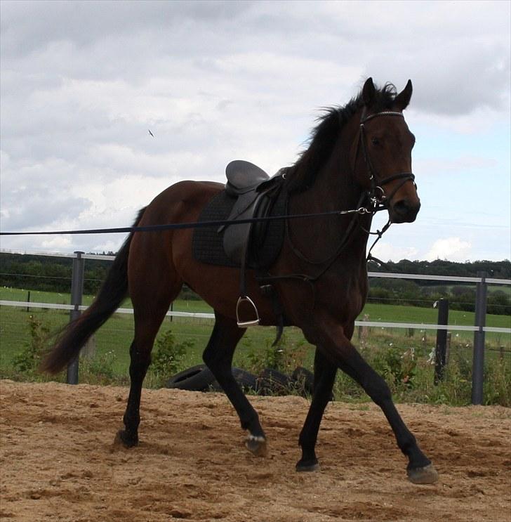 Anden særlig race Savah - SOLGT - Juni 2010 - 3 ÅR billede 1