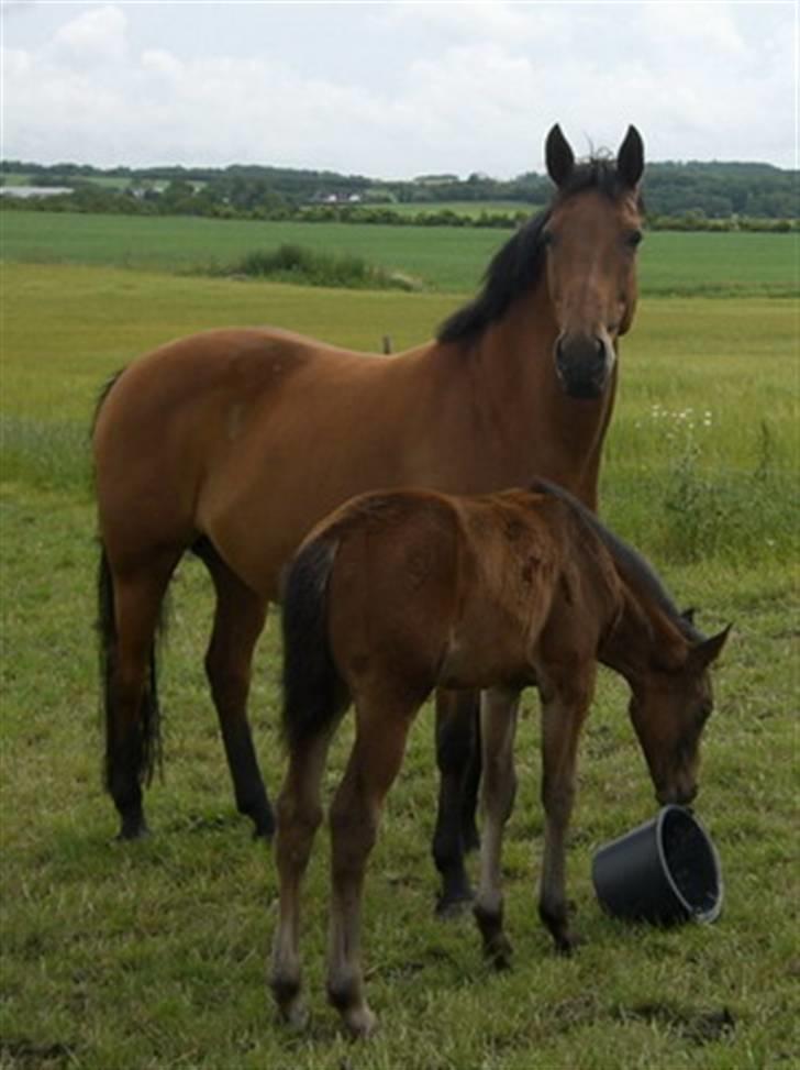 Anden særlig race Savah - SOLGT - Miss Savah sammen med sin mor Savannah billede 5