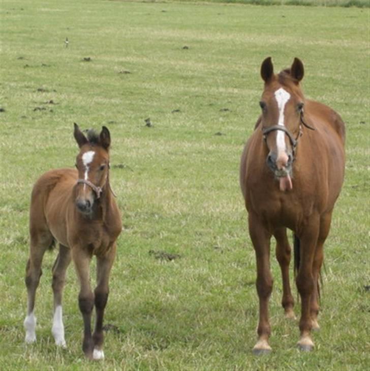 Anden særlig race Cara - SOLGT billede 9