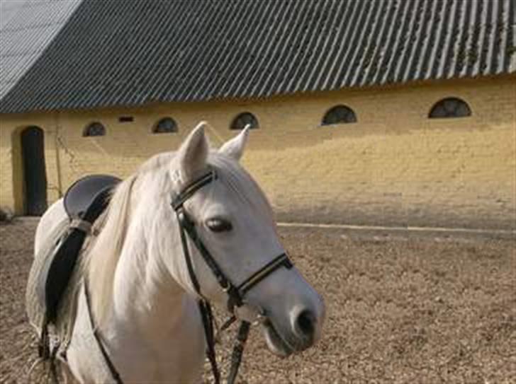 Welsh Pony (sec B) Lisette  billede 16