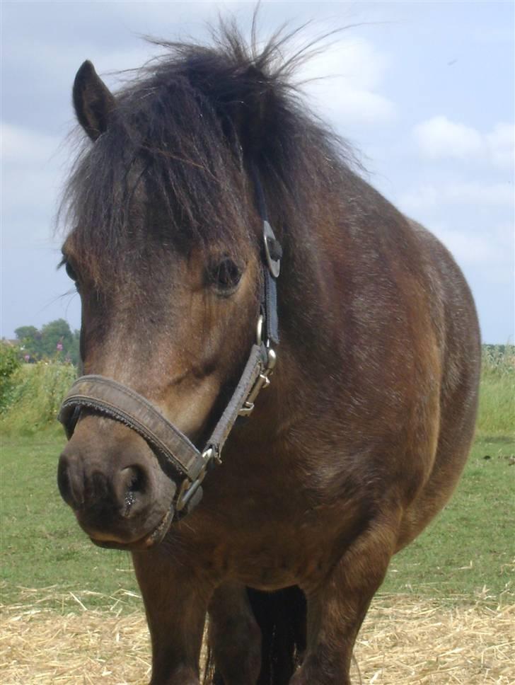 Miniature Justenborgs åge *R.I.P* - dejlige dreng! <3 HUSK HG FORVRINGER BILLEDKVALITETEN! nyt!  billede 1