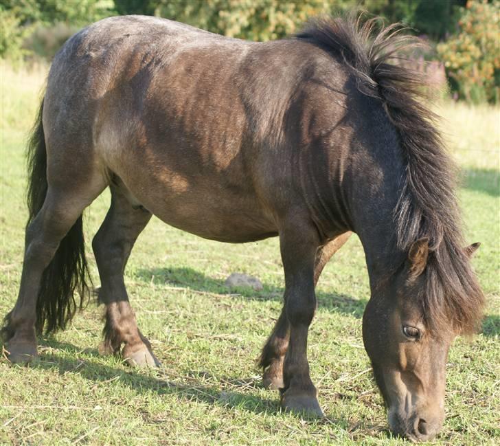 Miniature Justenborgs åge *R.I.P* - smukke dreng :P 3. aug. 09 Fotograf: mig billede 2