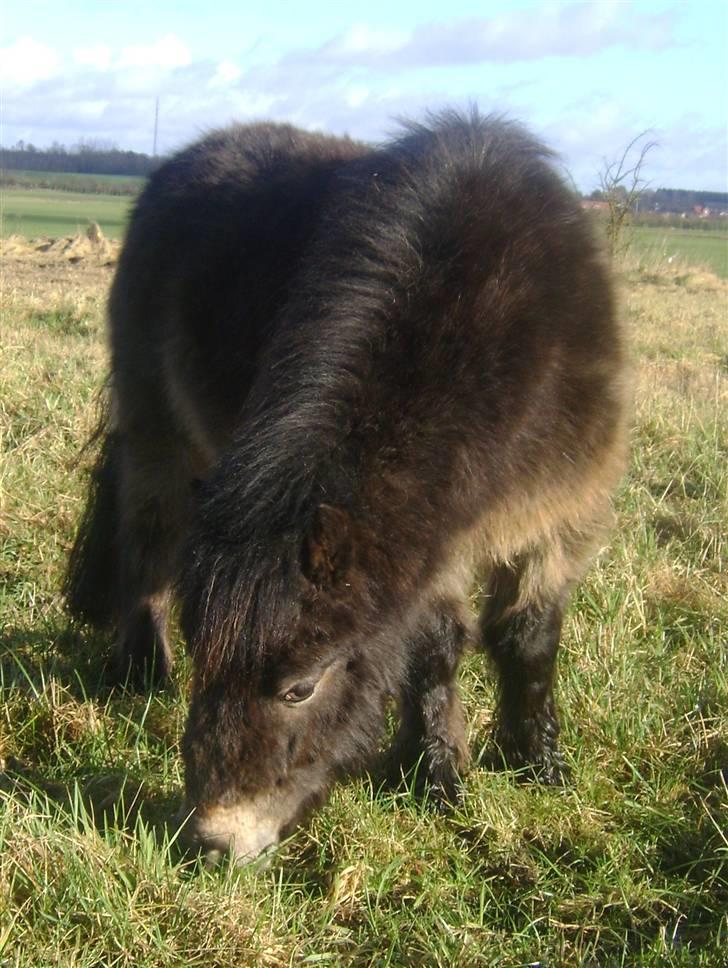 Miniature Justenborgs åge *R.I.P* - mm mad..  billede 3