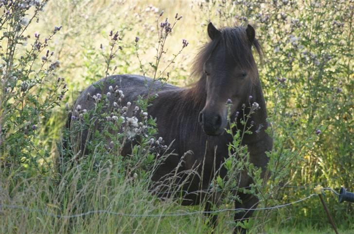 Miniature Justenborgs åge *R.I.P* - blomster drengen :P 3. aug. 09 Fotograf: mig billede 4