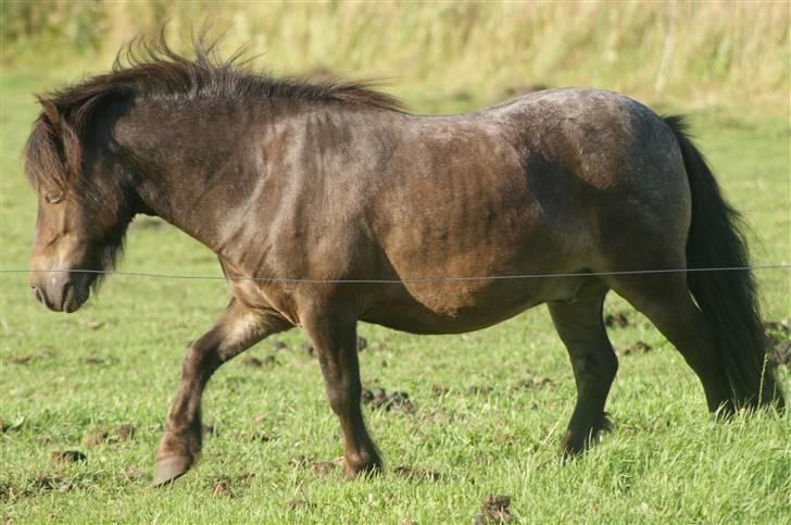 Miniature Justenborgs åge *R.I.P* - hehe..lækker betterøv x] 3. aug. 09 Fotograf: mig billede 5