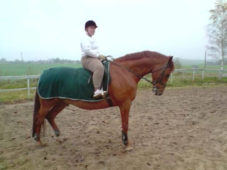 Dansk Varmblod Junker *gl. part* - 041108... min første tur på Bette.... billede 1