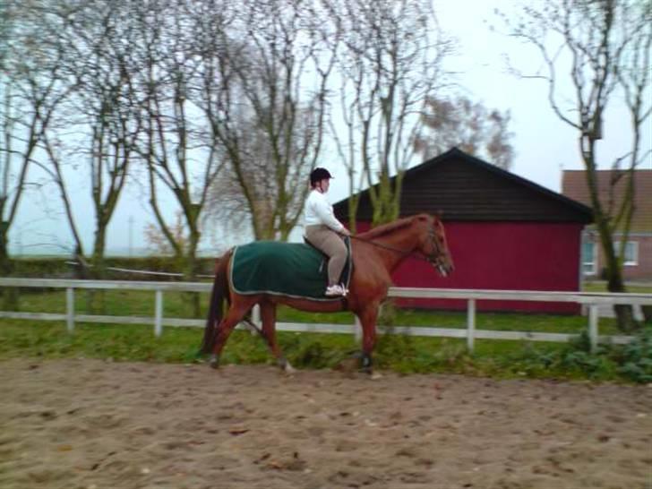 Dansk Varmblod Junker *gl. part* - 041108... min første tur på Bette.... billede 2