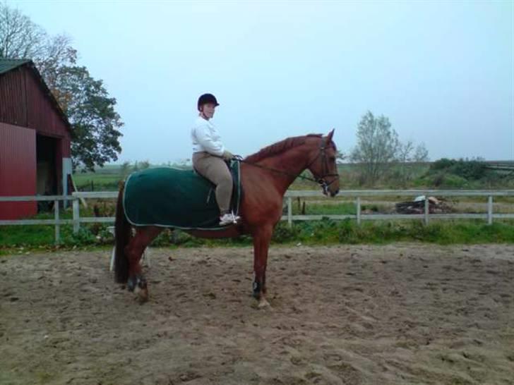 Dansk Varmblod Junker *gl. part* - 041108... min første tur på Bette.... billede 3