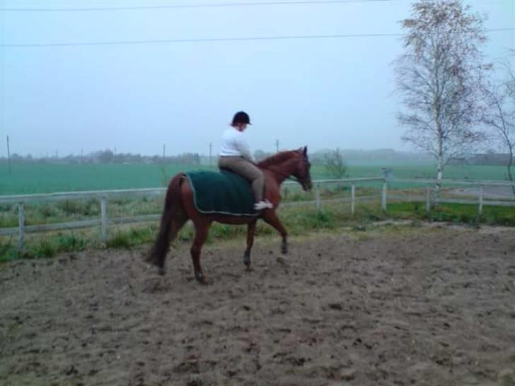 Dansk Varmblod Junker *gl. part* - 041108... min første tur på Bette.... billede 4