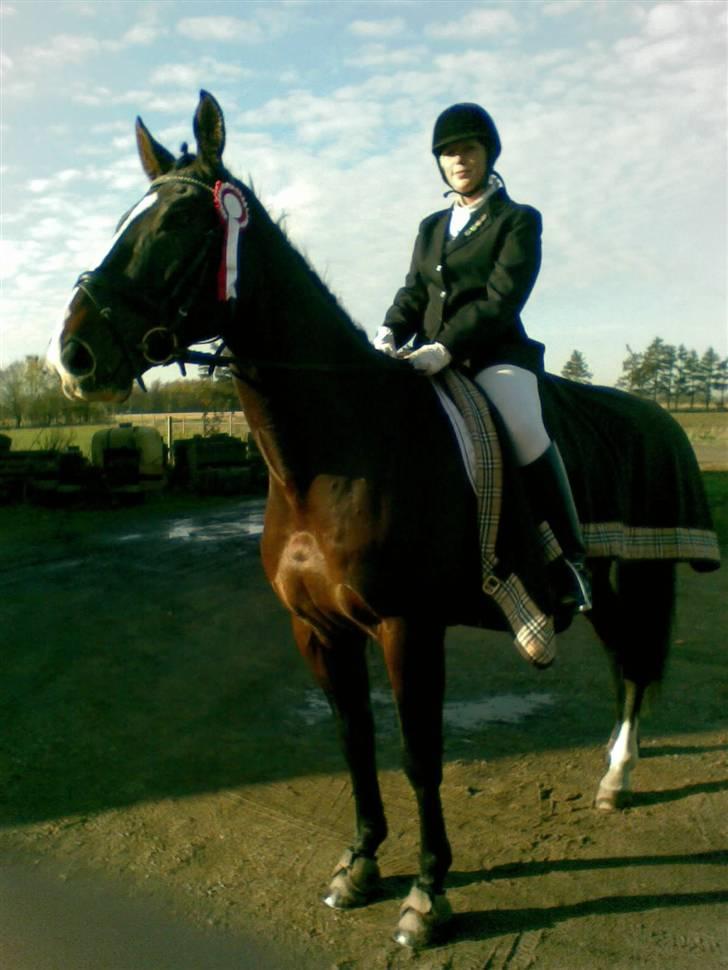 Dansk Varmblod Chervi´s Castellano låne billede 20