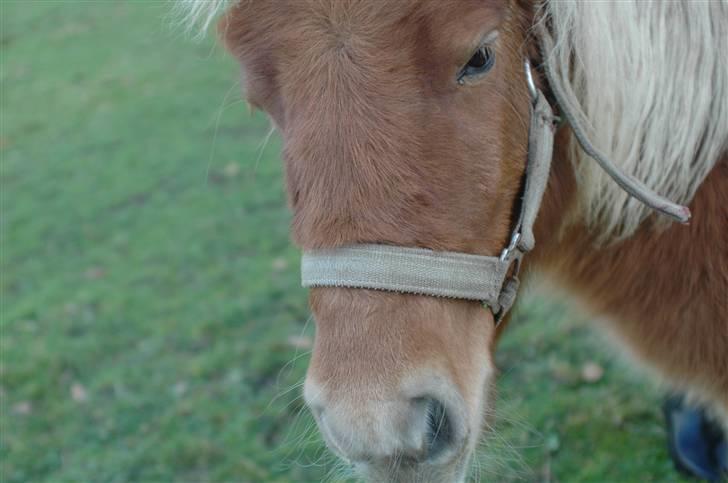 Shetlænder Snuske (givet væk) - Foto: Rigmor T. billede 6