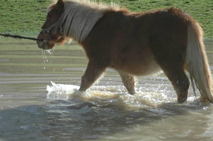 Shetlænder Snuske (givet væk) - Foto: Rigmor T. billede 7