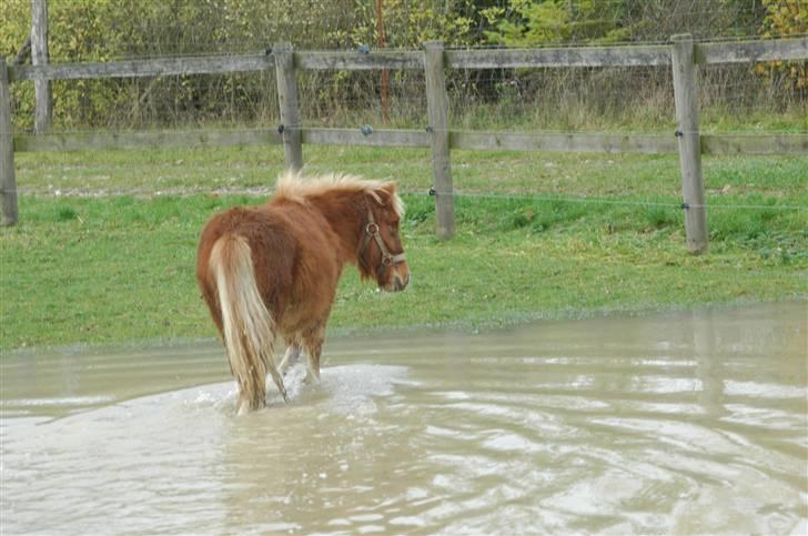 Shetlænder Snuske (givet væk) - Foto: Frederikke T. billede 8
