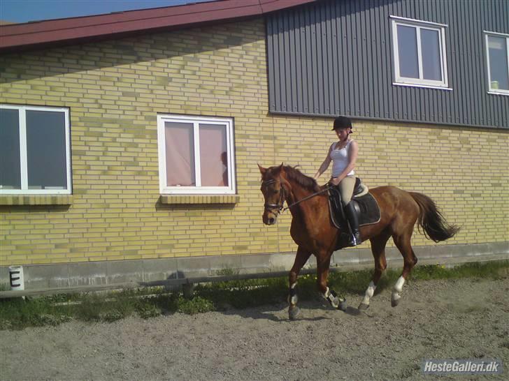 Dansk Varmblod Carmen Nøddebo - solgt - Nyt billede 7