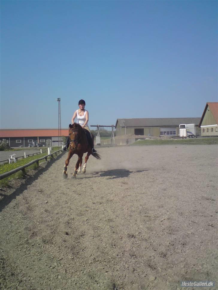 Dansk Varmblod Carmen Nøddebo - solgt - Nyt. der blir lige travet af billede 8
