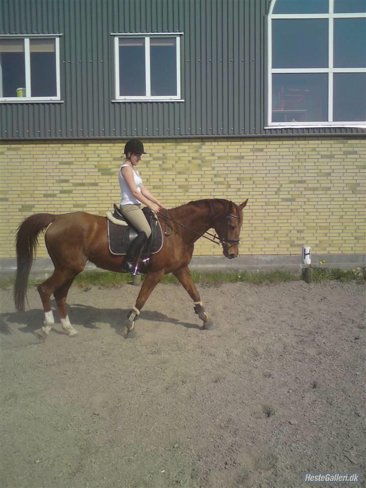 Dansk Varmblod Carmen Nøddebo - solgt - Nyt billede 9