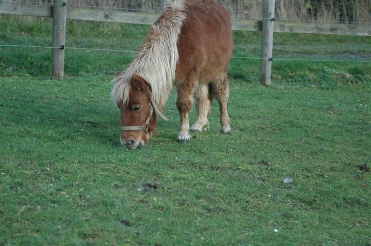 Shetlænder Snuske (givet væk) - Foto: Frederikke T. billede 9