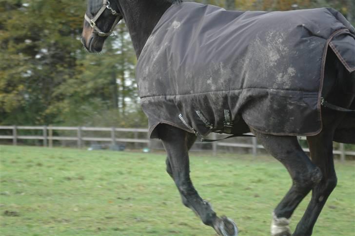 Dansk Varmblod R.I.P Theodor billede 5