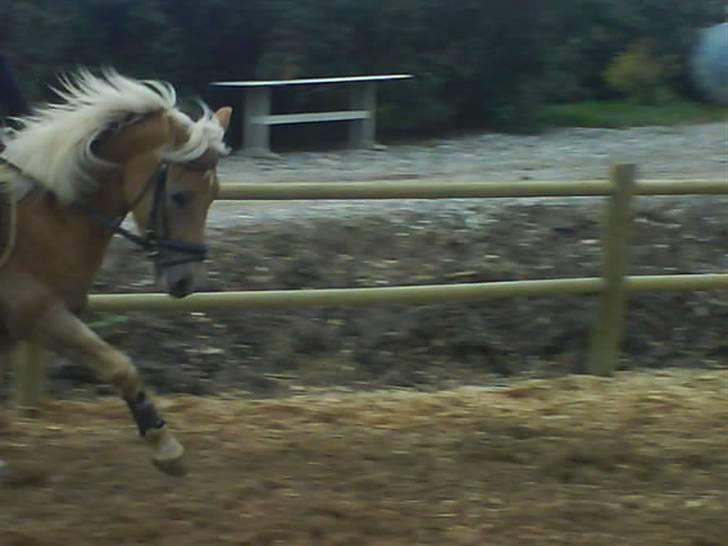 Palomino Chenell - chenell miin<33 billede 9