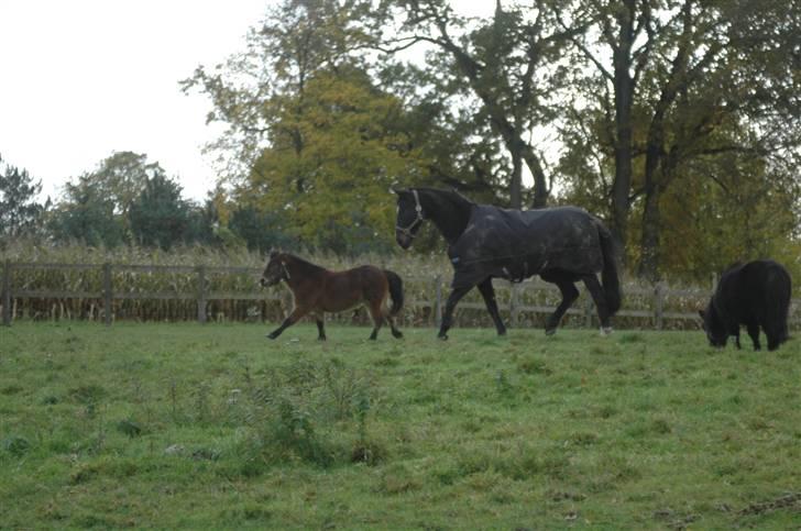 Dansk Varmblod R.I.P Theodor billede 6