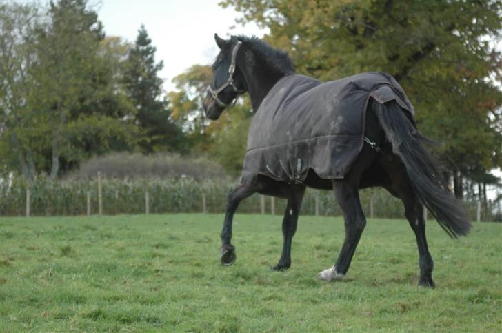 Dansk Varmblod R.I.P Theodor billede 7